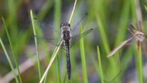 Spotting dragonflies at the lakes