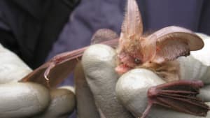 Brilliant Burrator Bats
