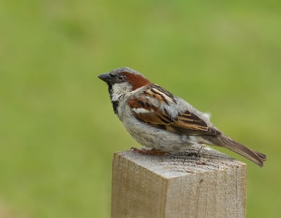 sparrow on a wood post