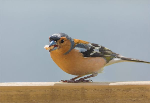 chaffinch with some food in it's beak