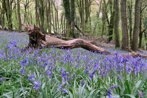 Bluebells in a coppiced woodland