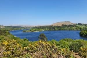 View across Burrator Reservoir on a sunny day with blue sky, and gorse and hedges in the foreground