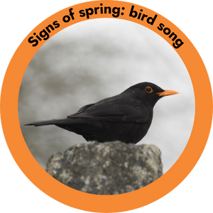 Circle image a blackbird on a concrete post. There is an orange border with title 'signs of spring: bird song'.