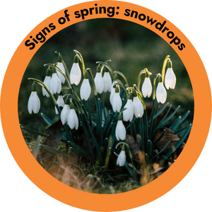 Circle image of snowdrops with soft lighting. There is an orange border with title 'signs of spring: snowdrops'.