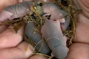 young pinkies dormice