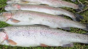 SW Lakes Weekly Trout Fisheries Round Up - W/E 3rd July