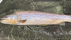 South West Lakes Trout Fisheries Report - May 2022