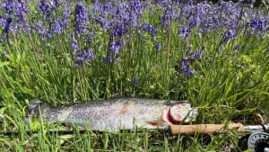 SW Lakes Weekly Trout Fisheries Round Up - W/E 15th May