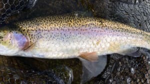 SW Lakes Weekly Trout Fisheries Round Up - W/E 10th  July
