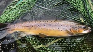 SW Lakes Weekly Trout Fisheries Round Up - W/E 10th October