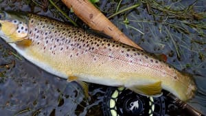 SW Lakes Weekly Trout Fisheries Round Up - W/E 10 April