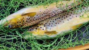 South West Lakes Trout Fisheries Report - June 2022