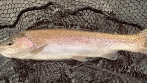 SW Lakes Weekly Trout Fisheries Round Up - W/E 7th November