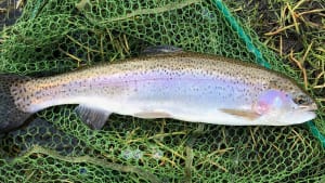 SW Lakes Weekly Trout Fisheries Round Up - W/E 17th October