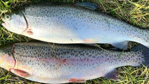 SW Lakes Weekly Trout Fisheries Round Up - W/E 1st May